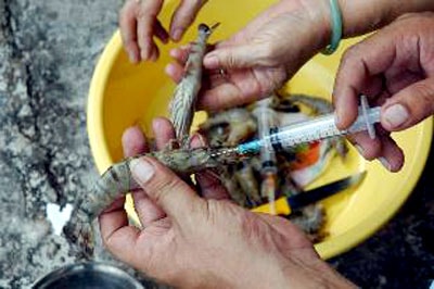 Bơm tạp chất vào tôm nguyên liệu có thể bị tội hình sự