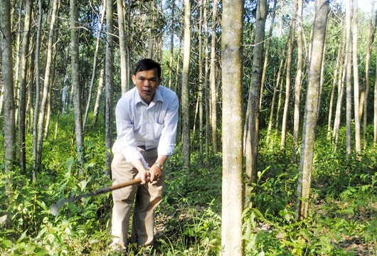 Tỷ phú từ trồng rừng nguyên liệu