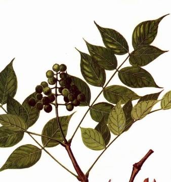 Bài thuốc hay chữa viêm tai giữa