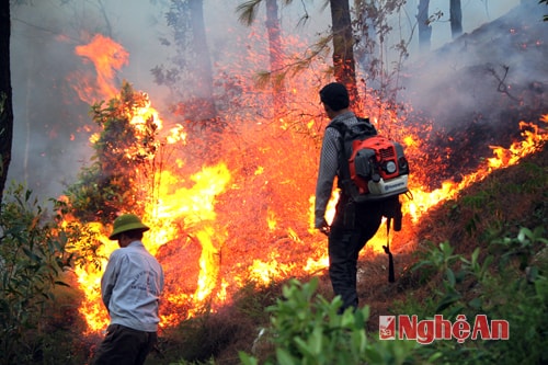 Nam Đàn: Rừng thông xã Khánh Sơn cháy dữ dội