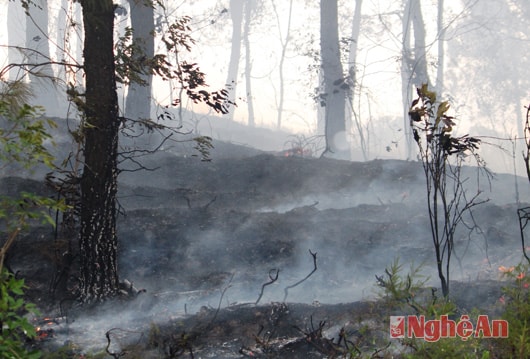 Khống chế vụ cháy rừng tại xã Khánh Sơn (Nam Đàn)