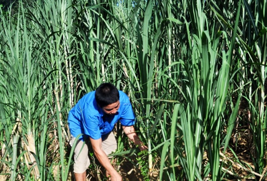 Bài 2: 30% cơ sở Đoàn trắng tổ tiết kiệm và vay vốn