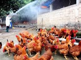 Virus cúm A/H5N6 trên gia cầm lần đầu tiên xuất hiện ở Việt Nam