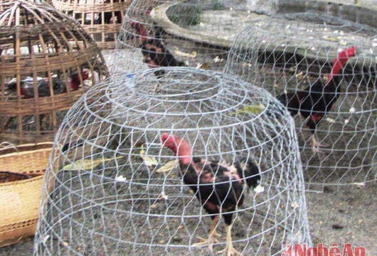 Phá sới gà "khủng"