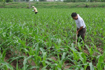 Phấn đấu gieo trồng 28 nghìn ha ngô vụ đông