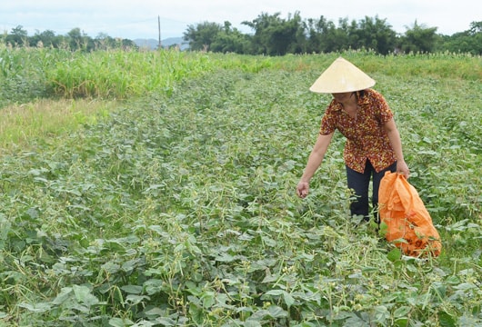 Hưng Lĩnh: Hiệu quả từ đất bãi