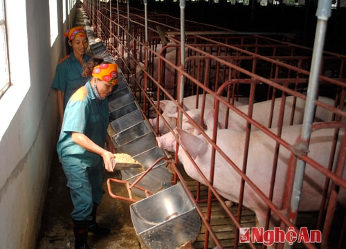 "Đột phá" từ những mô hình chăn nuôi gia súc