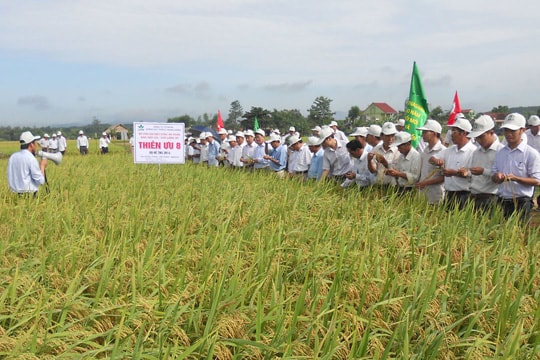 Giống lúa thuần Thiên ưu 8 cho năng suất thực thu gần 63 tạ/ha