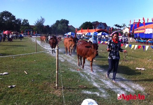 Hưng Nguyên: Hội thi bò lai sind khỏe đẹp lần thứ 4