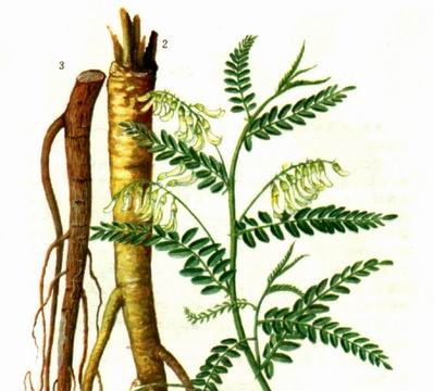 Thuốc thảo mộc hỗ trợ điều trị suy tim