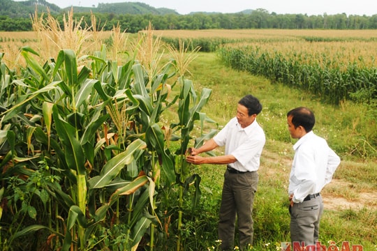 Ngô vụ thu trên đất bãi bồi Anh Sơn