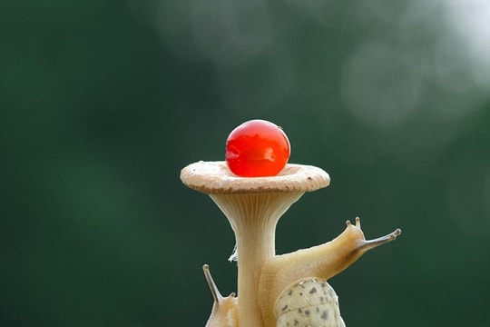 Ngộ nghĩnh xem ốc sên đua leo cây nấm