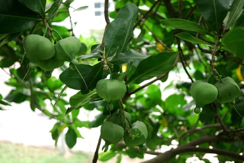 4 cây lâu năm ở Trường Sa lọt vào danh sách Cây Di sản