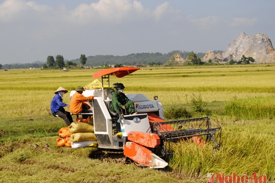 Khẩn trương thu hoạch lúa hè thu