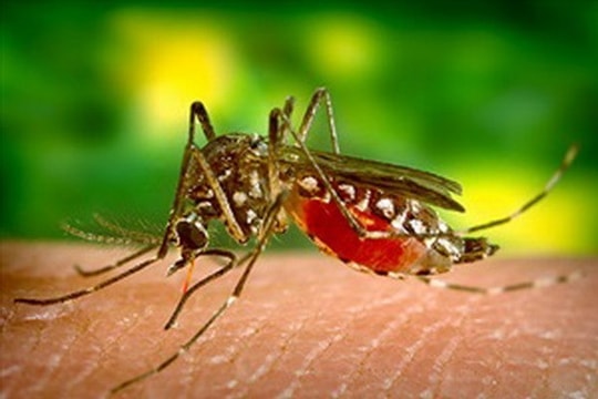 Nhật Bản phát triển thành công kháng thể chống sốt xuất huyết