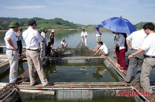 Hiệu quả nuôi cá chiên trong lồng bè