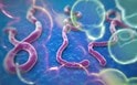Thế giới đối phó đại dịch Ebola đang có nguy cơ mất kiểm soát
