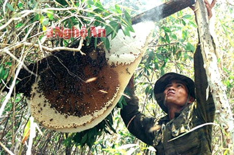 Tử vong khi đi lấy mật ong