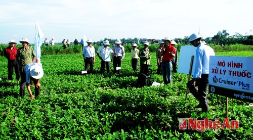 Diễn Châu: Hội thảo giải pháp nâng cao năng suất lạc