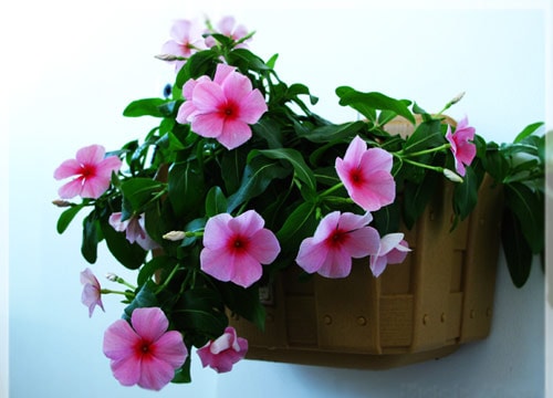 Dừa cạn - Vị thuốc quý