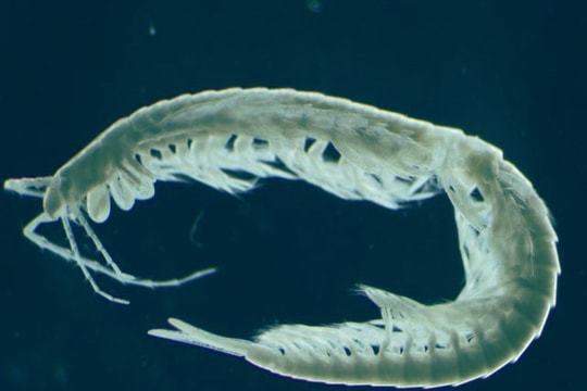 "Thủy quái" chân rết trong suốt có nọc cực độc hóa lỏng con mồi