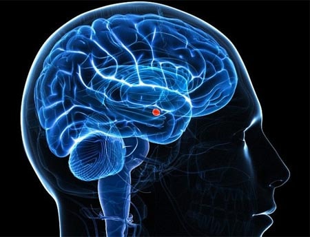 Người vị tha hay ích kỷ là do cấu trúc não