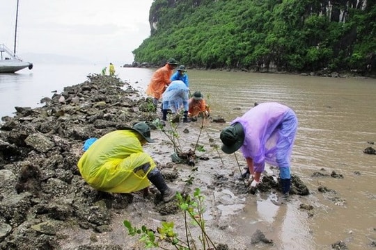 Sử dụng 3.000 tỷ đồng vốn vay ODA để ứng phó biến đổi khí hậu