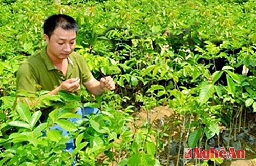 Nhân giống trám đen Thanh Chương