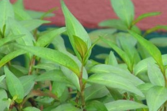 Rau răm trị nhiều bệnh