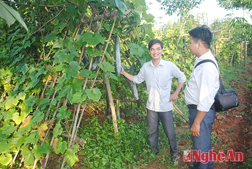 Tân Kỳ: Hiệu quả từ bí xanh trái vụ