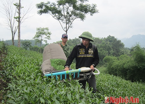 Cây chủ lực ở Cẩm Hòa