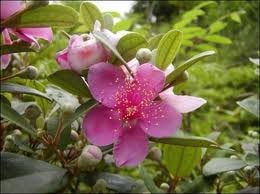 Sim - Cây thuốc bổ huyết, chống lão hóa