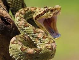 Tương Dương: Một người tử vong do rắn độc cắn