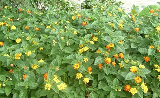 Chữa ho do lạnh với cây thơm ổi