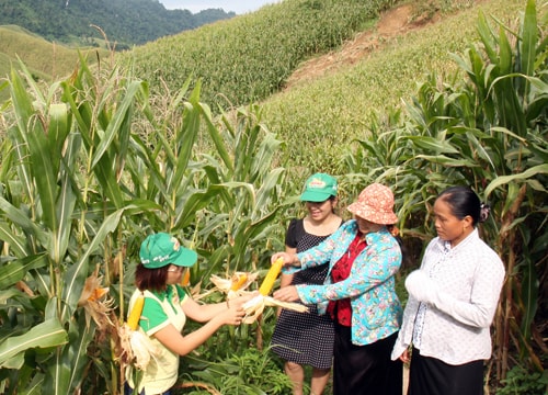 Cây trồng biến đổi gen - Còn nhiều ý kiến trái chiều