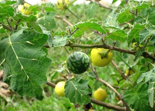 Chữa bệnh hen bằng cà độc dược, một người nguy kịch