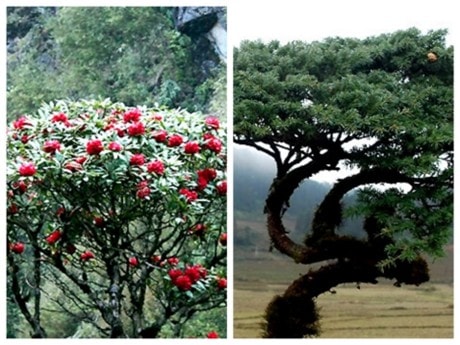 Công nhận Cây di sản cho 2 nhóm cây quý ở VQG Hoàng Liên