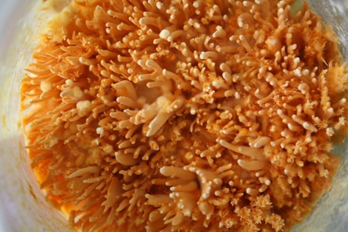 Việt Nam sản xuất được nấm đông trùng hạ thảo