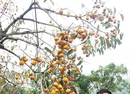 Ngọt, chát  mùa hồng ở Nam Anh