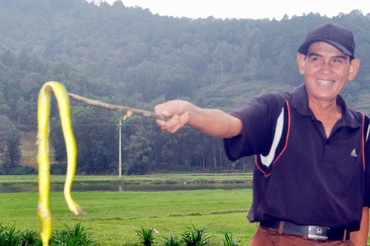 Xử lý rắn lục đuôi đỏ xuất hiện ở xã Khánh Sơn (Nam Đàn)