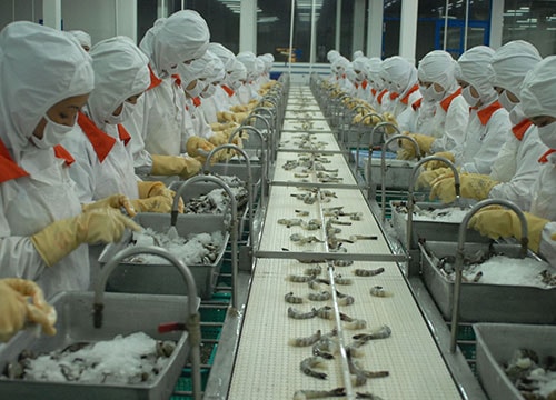 Việt Nam xuất khẩu tôm lớn nhất vào thị trường Hàn Quốc