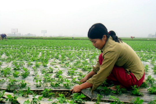 Nâng cao năng suất, chất lượng sản phẩm lạc