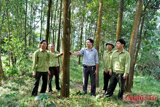 Thực hiện tái cơ cấu tạo bước đột phá nghề rừng
