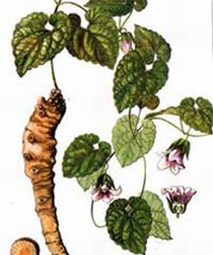 Bài thuốc hay chữa viêm tai giữa