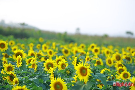 Nức lòng giới trẻ những cánh đồng hoa Mặt trời
