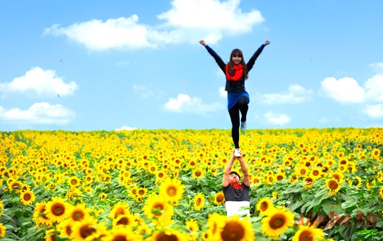 Hoa mặt trời tỏa sáng Miền Tây Nghệ An