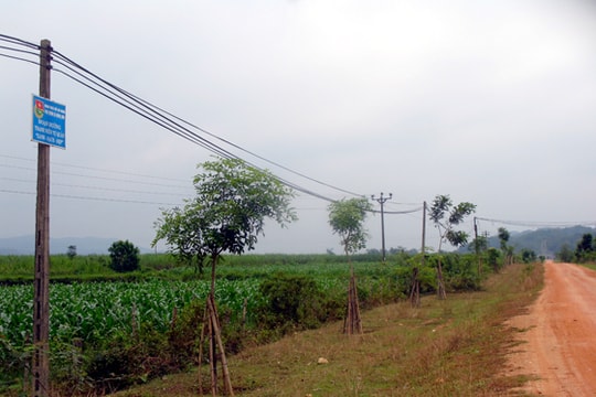 Mô hình trồng cây của thanh niên xã Hùng Sơn (Anh Sơn)