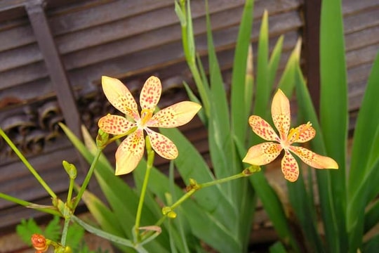 Thuốc hay trị hen phế quản