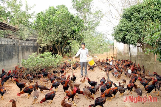 Người trẻ năng động làm giàu ở Nghĩa Thuận