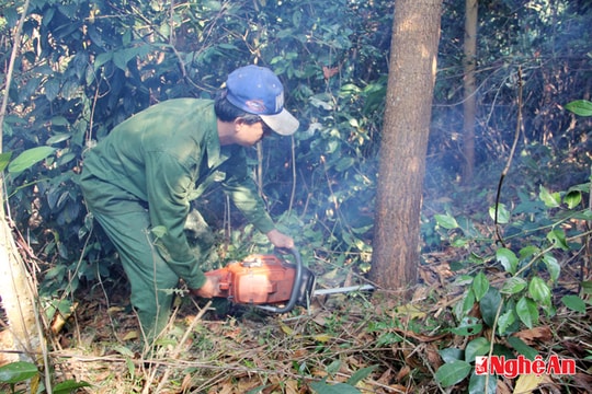 Thu hoạch keo nguyên liệu ở Đồng Văn